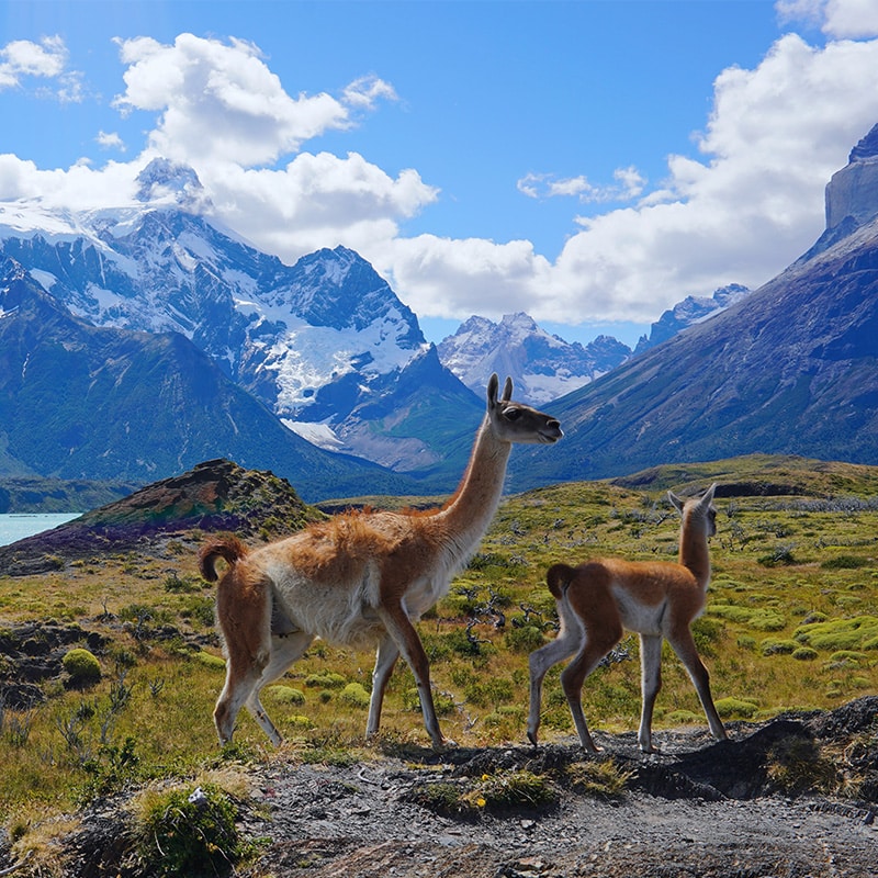 UTAA Travel | Chilean Wonders