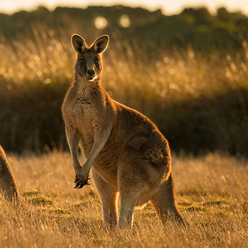 UTAA Tours - Kangaroos in Australia