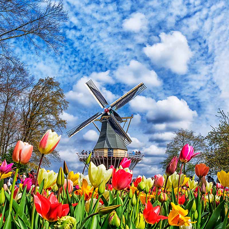 Windmill and Tulips in Keukenhof Gardens.